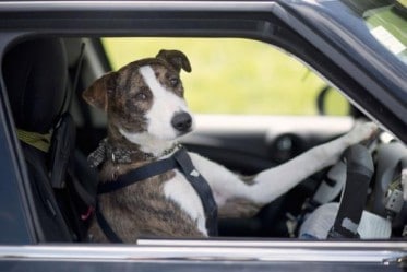 chiens-voiture